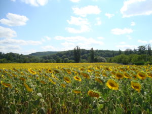 Lot valley sunflowers